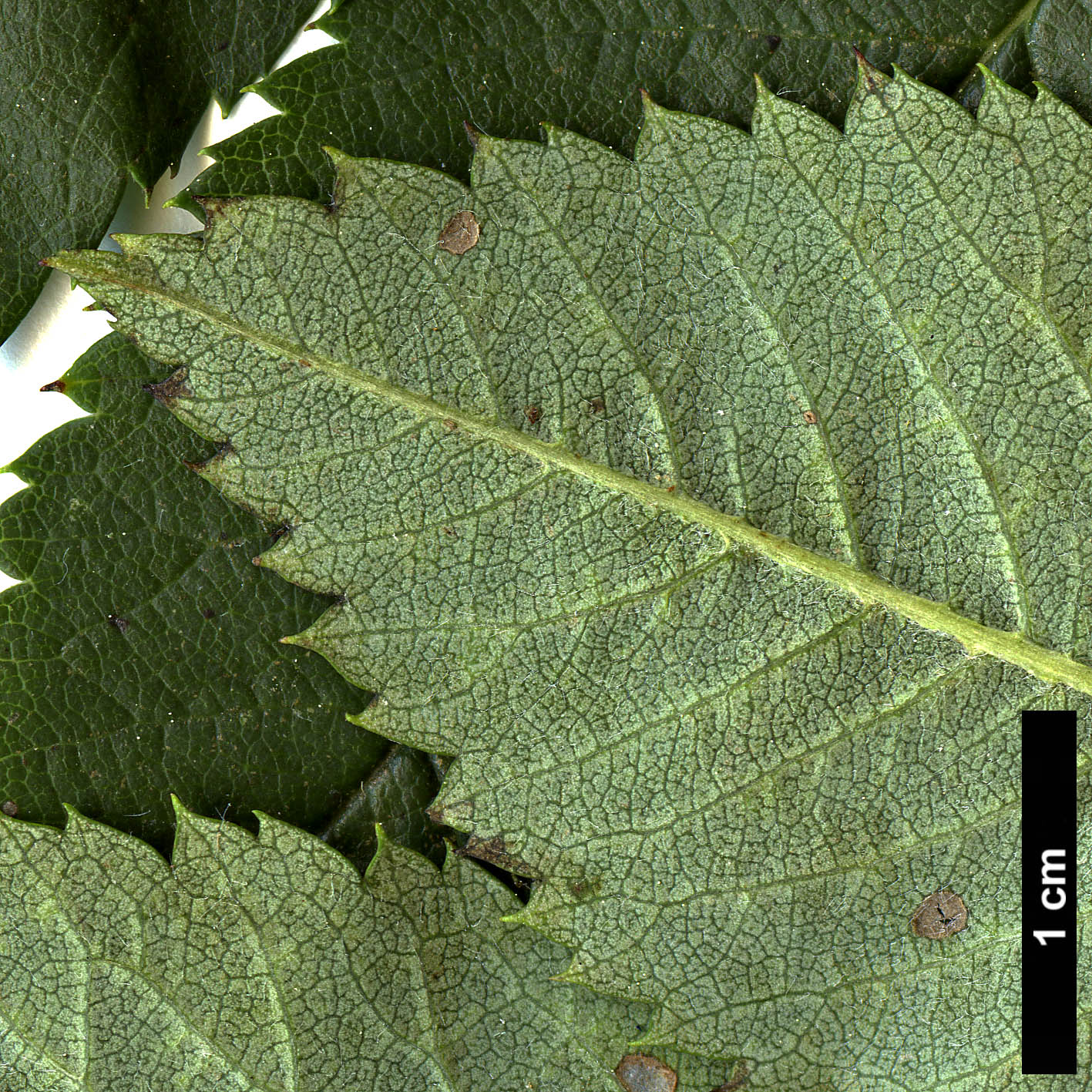 High resolution image: Family: Rosaceae - Genus: Sorbus - Taxon: aucuparia - SpeciesSub: subsp. pohuashanensis